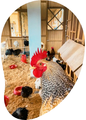 CoopSense poultry dashboard mockup